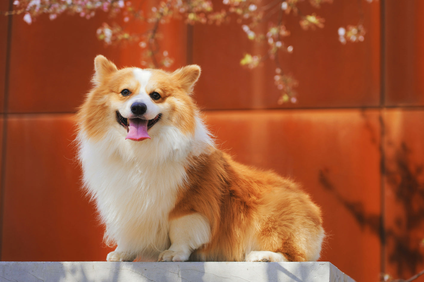 Corgi dog with a happy expression sitting on a stone surface against an orange wall.
